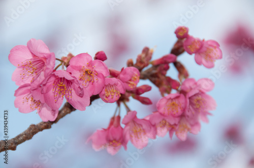 Taiwan cherry blossom  Kawazu  Shizuoka  Japan in February 