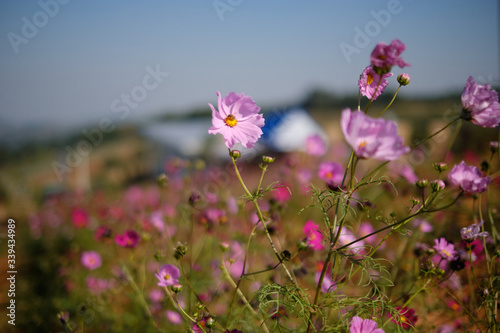 cosmos flowers garden,with swirly bokeh in vintage style and soft blur for background. © sakaj