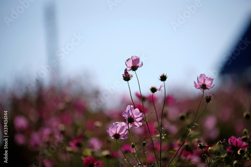 cosmos flowers garden,with swirly bokeh in vintage style and soft blur for background. photo