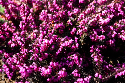 Closeup of pink flowers on a heather plant  Erica carnea  variety December Red