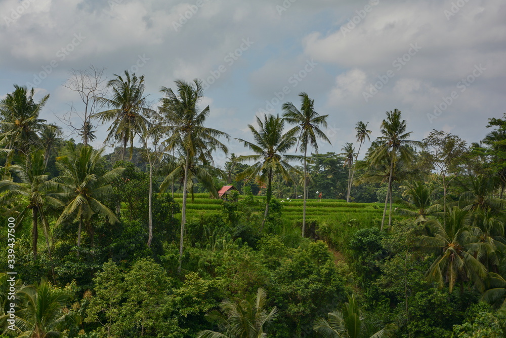 Palm trees on rice field, Bali