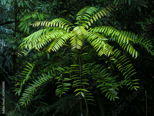 Eurycoma Longifolia Jack is the herb name for what is more commonly known as Tongkat Ali  Pasak Bumi  Malaysian Ginseng  or Longjack. Tropical rainforest medicinal plant found in South East Asia.