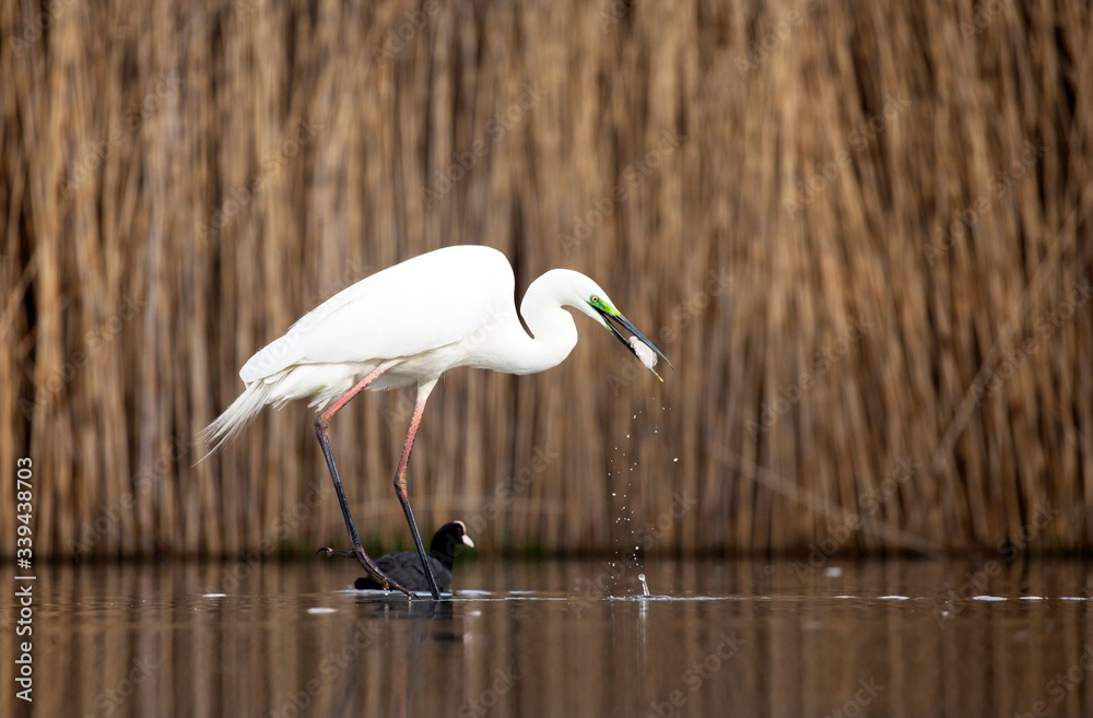 Obraz premium Egret eating fish