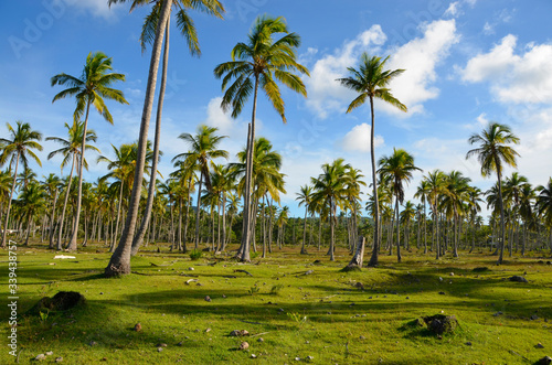 Las palmowy - Dominikana