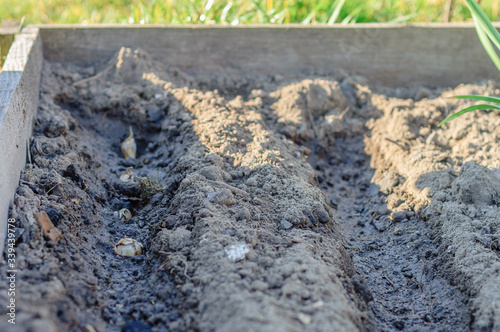 Garlic planted in the soil. Procedures necessary for the quality growth of garlic in the soil.