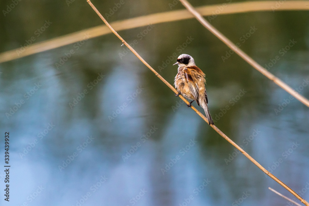 Eurasian Penduline Tit (Remiz pendalinus)