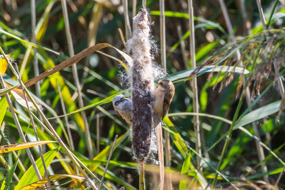 Eurasian Penduline Tit (Remiz pendalinus)
