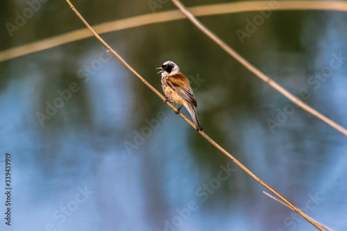 Obraz na płótnie Eurasian Penduline Tit (Remiz pendalinus) w salonie