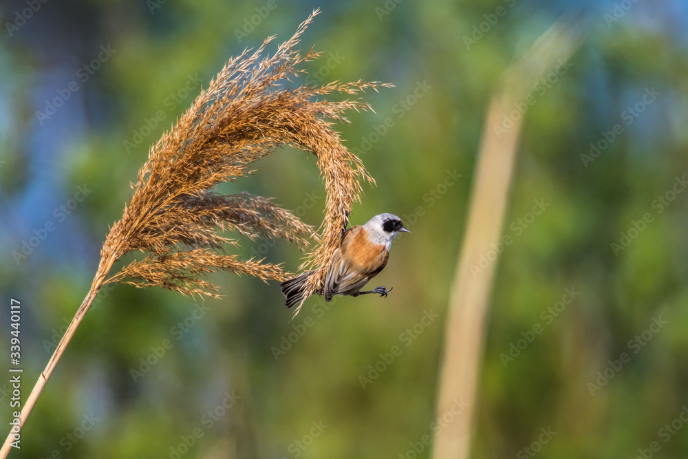 Eurasian Penduline Tit (Remiz pendalinus)
