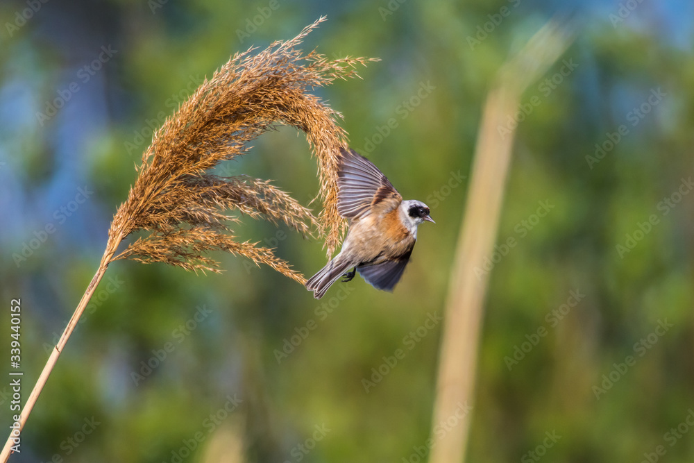 Eurasian Penduline Tit (Remiz pendalinus)