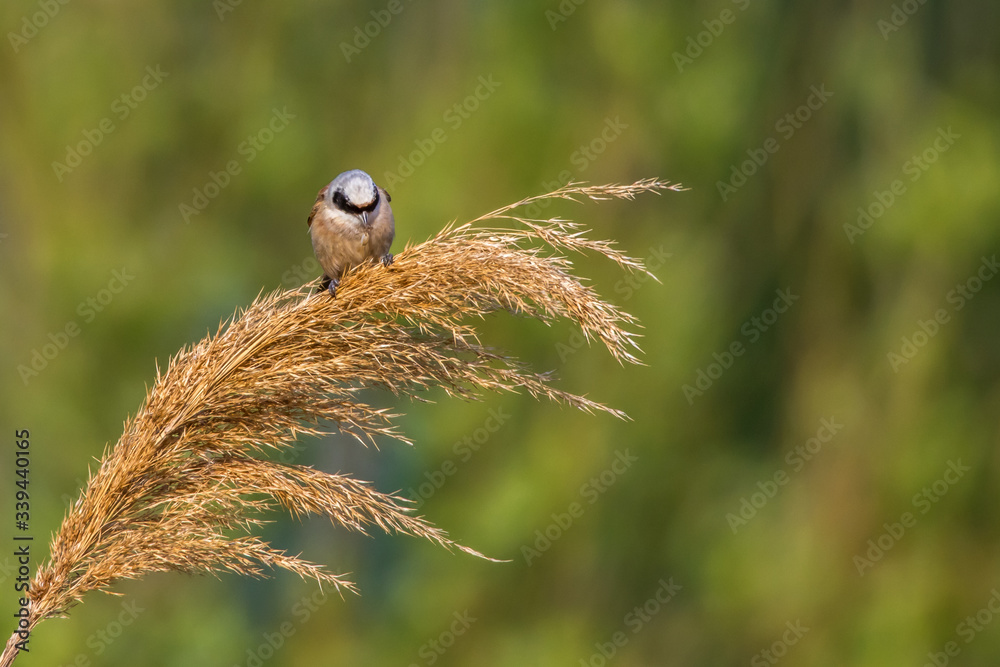 Eurasian Penduline Tit (Remiz pendalinus)