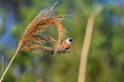 Obraz na płótnie Eurasian Penduline Tit (Remiz pendalinus) w salonie