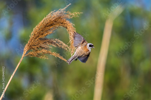 Obraz na płótnie Eurasian Penduline Tit (Remiz pendalinus) w salonie