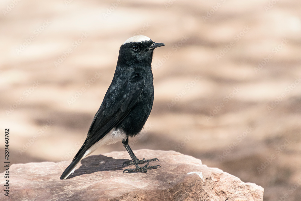 profile portrait of a white crowned black wheatear perched on a pink limestone boulder in the makhtesh ramon crater in israel with a background of mottled bokeh shade profile portrait of a white crowned black wheatear perched on a pink limestone boulder in the makhtesh ramon crater in israel with a background of mottled bokeh shade