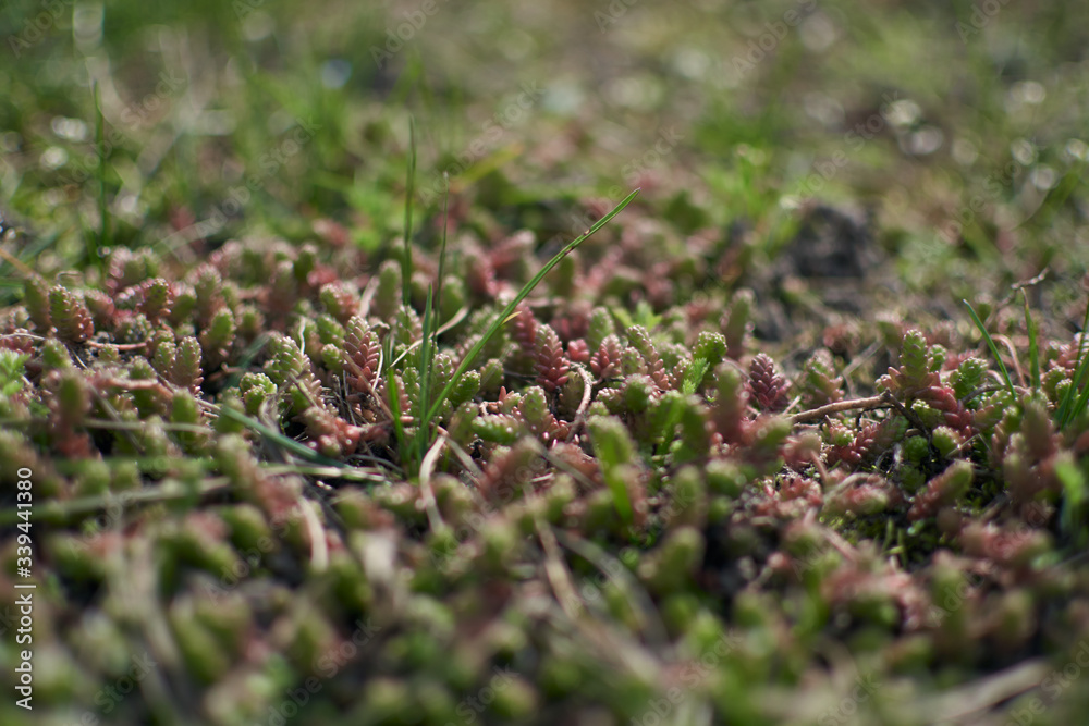 Small sping flovers in grass, blurred background. Sping minimal concept. Womens Day, Mothers Day. Nature background. Small sping flovers in grass, blurred background. Sping minimal concept. Womens Day, Mothers Day. Nature background.