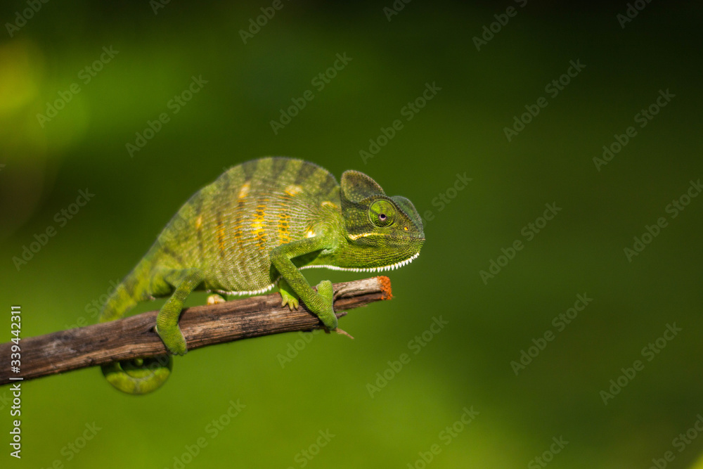 chameleon on a branch chameleon on a branch