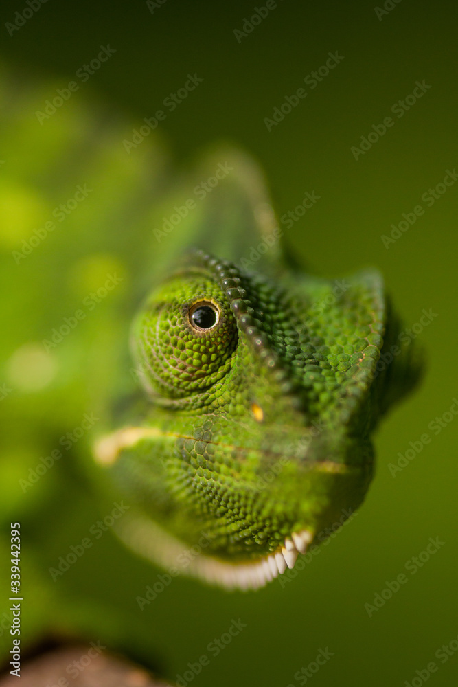 Fototapeta premium close up of a chameleon