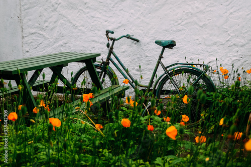 Photography old green bike in tall grass and flowers next to a bench and white wall in the a