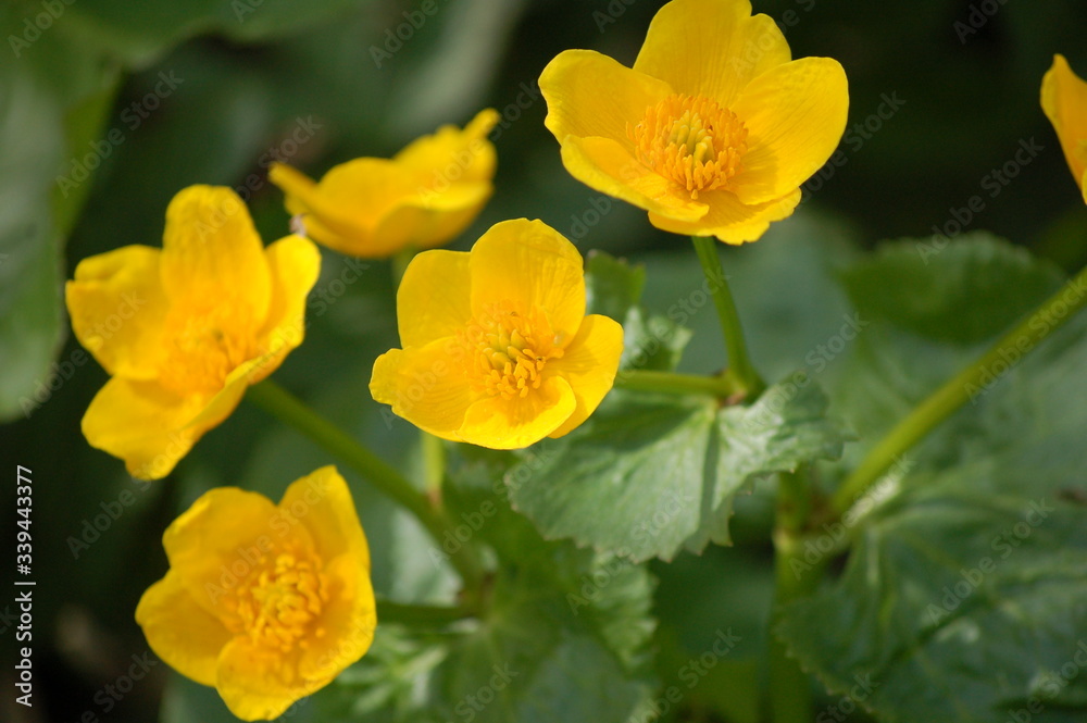 yellow flower in spring yellow flower in spring