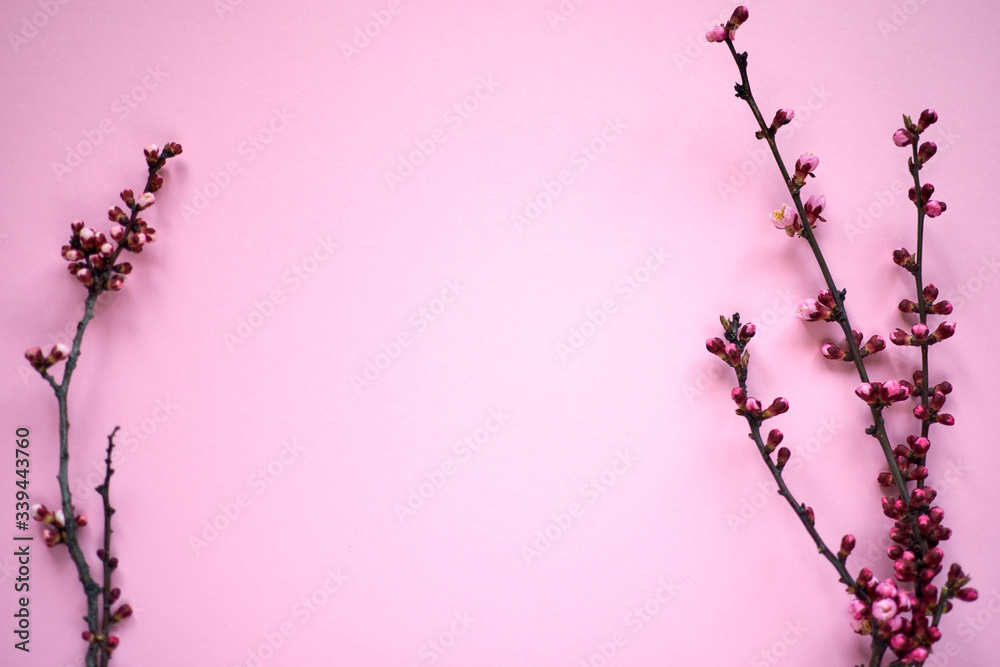 Sprig first flower blossom on pink background. Sping minimal concept. Womens Day, Mothers Day, Easter, . Nature background, isolated, flat lay, copy space.