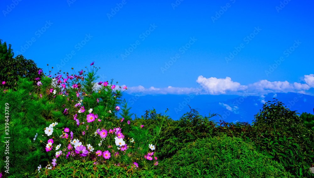 Springtime in Darjeeling Springtime in Darjeeling