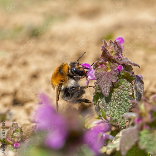 
Bombus pascuorum, the common carder bee, is a species of the Apidae family found in most of Europe. common carder bee on Lamium purpureum flower photo