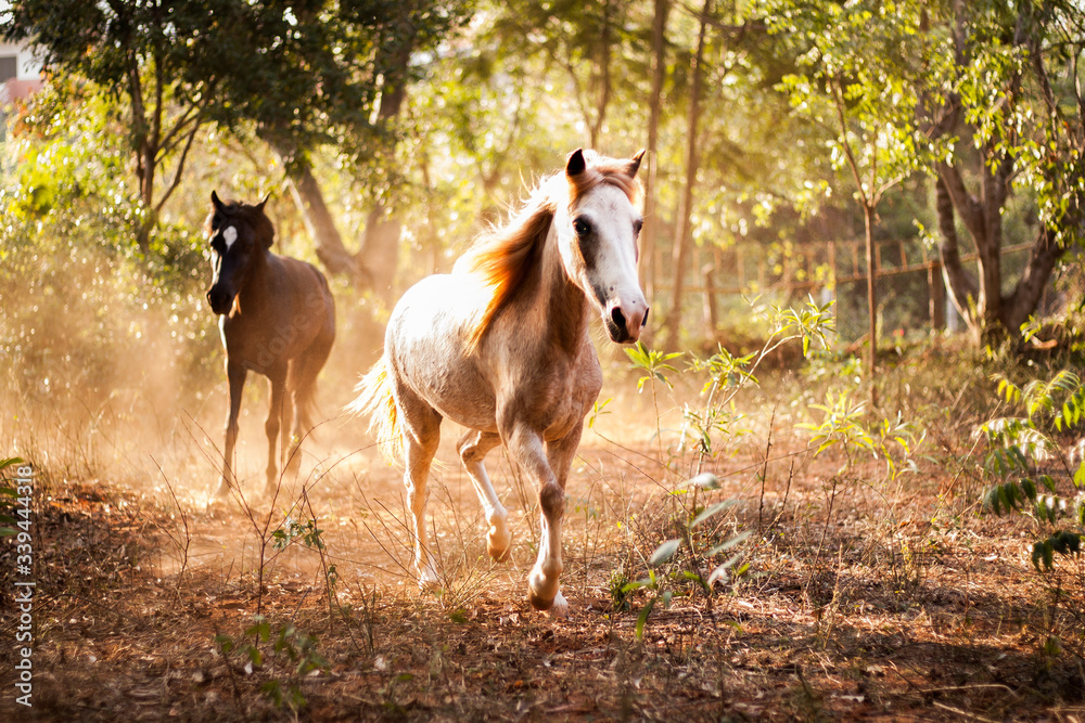 Naklejka premium two horses on the meadow