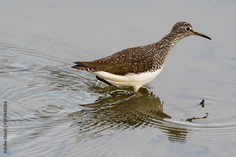 Obraz premium Sichelstrandläufer