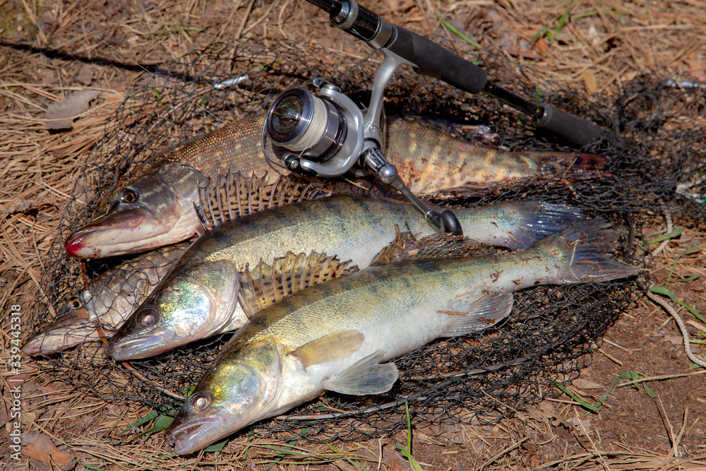 Freshwater zander and pike fish. Two freshwater zander and pike fish, fishing equipment lies on round keepnet with fishery catch in it.. Freshwater zander and pike fish. Two freshwater zander and pike fish, fishing equipment lies on round keepnet with fishery catch in it..