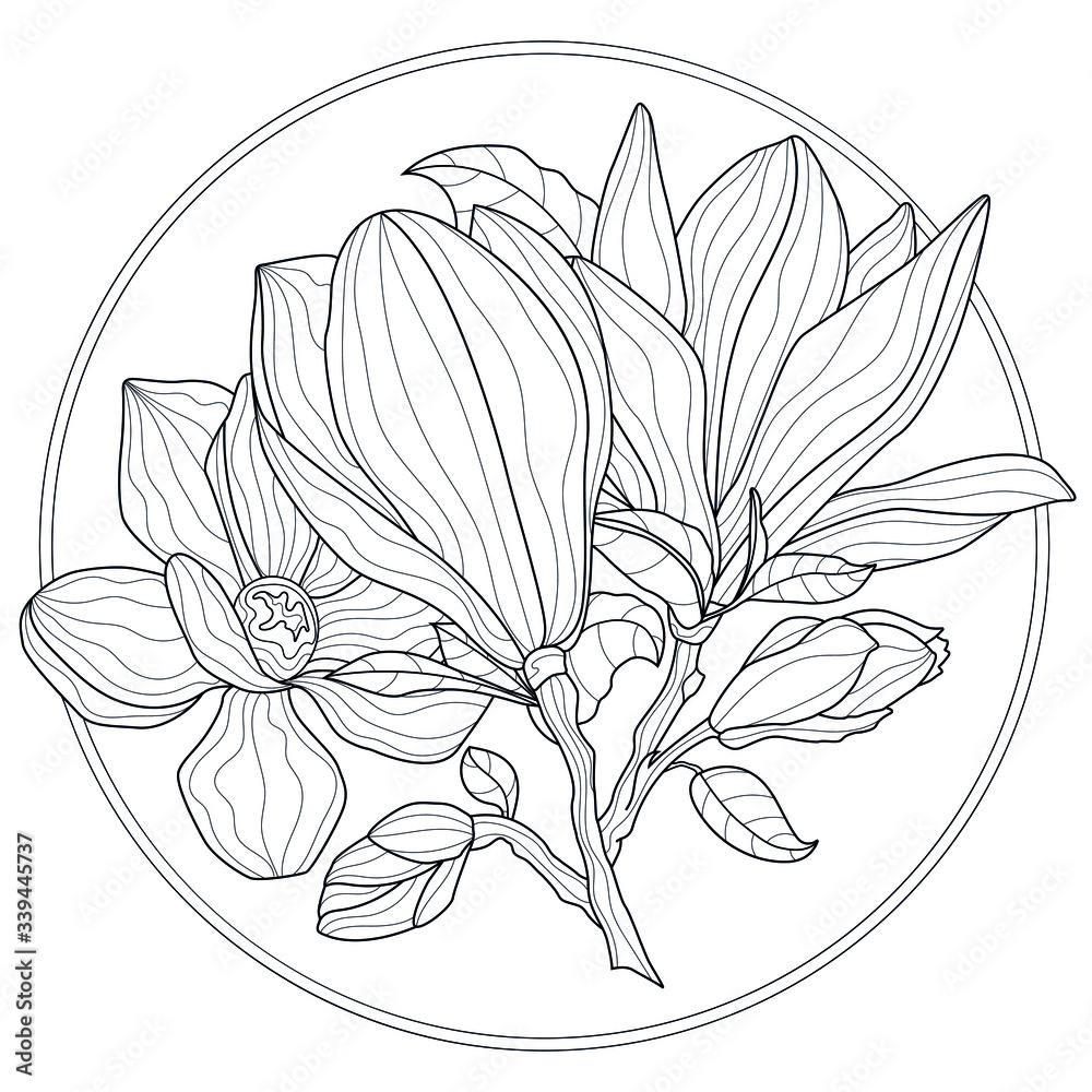 Flower Magnolias.Coloring book antistress for children and adults ...