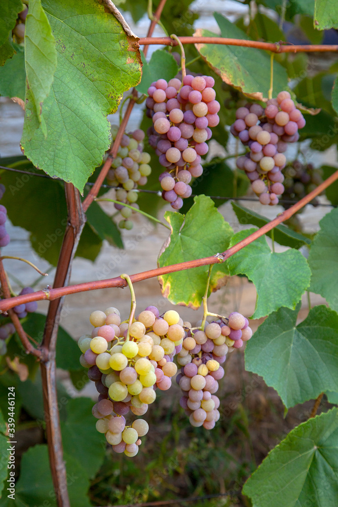 Fototapeta premium Bunch of grapes with pink and green berries in the garden.