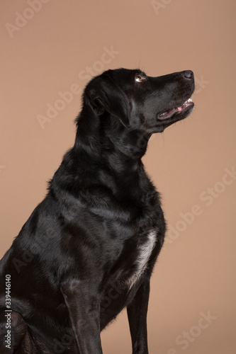 A cute black domestic dog looking to the right with his mouth open on a light brown background studio shot