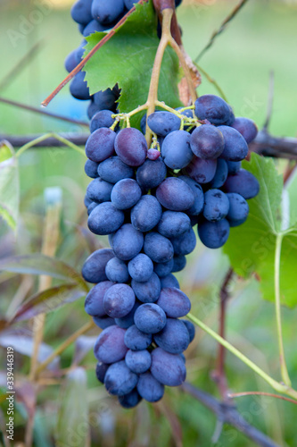 Bunch of blue grapes in the garden.