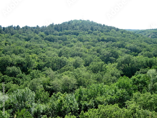 Dense green forest on the slopes of high hills on a clear day.