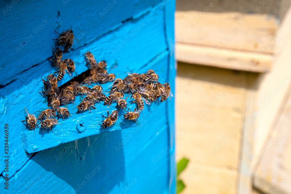 Swarming bees at the entrance of old beehive in apiary.. Swarming bees at the entrance of old beehive in apiary..