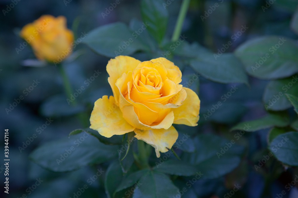 Beautiful rose bush growing in the garden. Beautiful rose bush growing in the garden.
