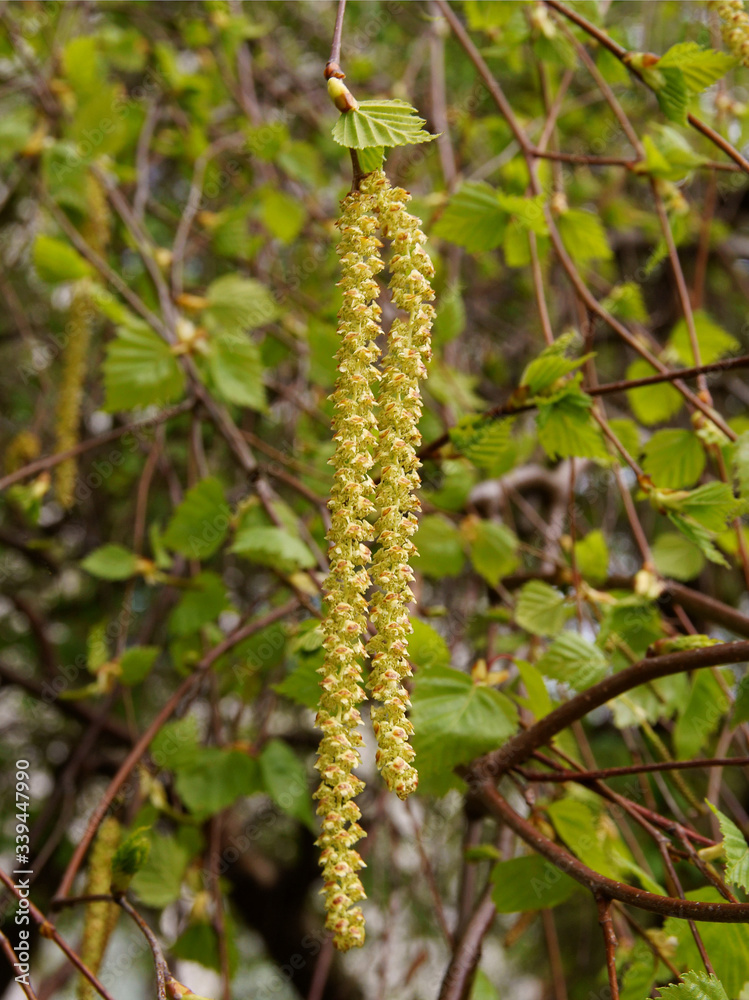 birch tree with long catkins at spring birch tree with long catkins at spring