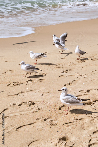 Seagulls near the Ocean on a Beach on a Sunny Day © adibella6370