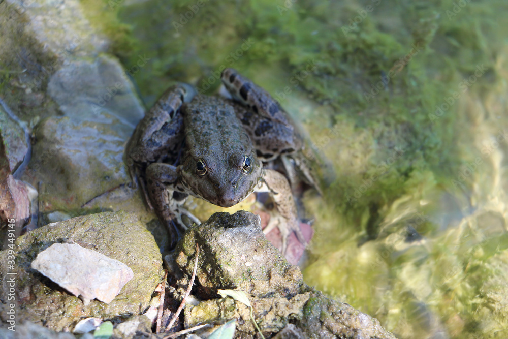 Frog sitting in a lake on  stone