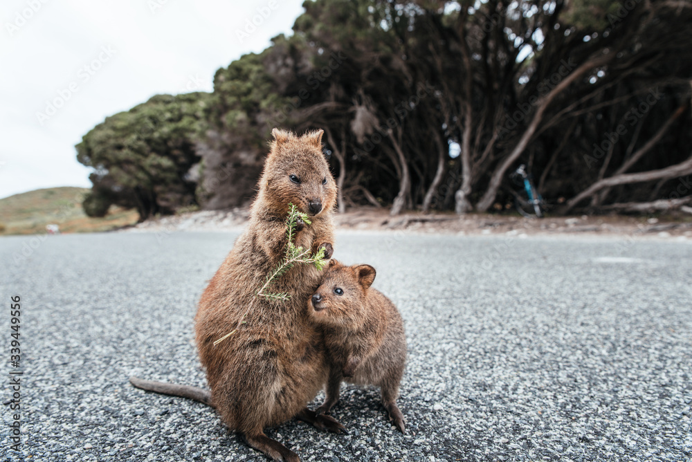 Foto de Mother and baby quokka eating green twigs. Cute quokkas on