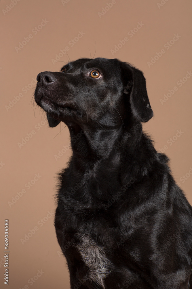A cute enthusiastic black domestic dog looking up and slightly to the left with his mouth closed on a light brown background studio shot. Beautiful shiny coat with white details