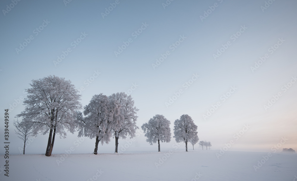 calm winter morning on a field with trees and fog during sunrise blue hour with iced trees and fog calm winter morning on a field with trees and fog during sunrise blue hour with iced trees and fog