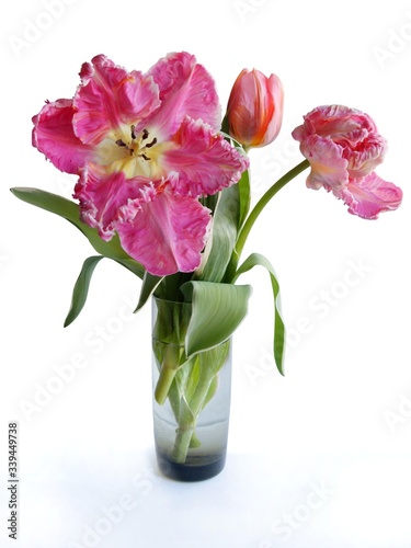 pretty pink tulip close up at spring