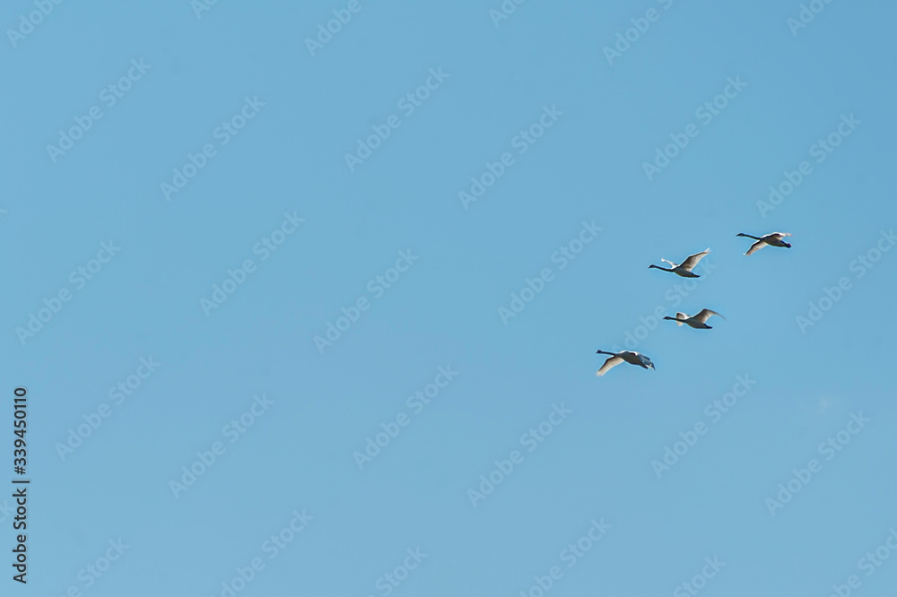 Group of 4 swans flying in the blues sky