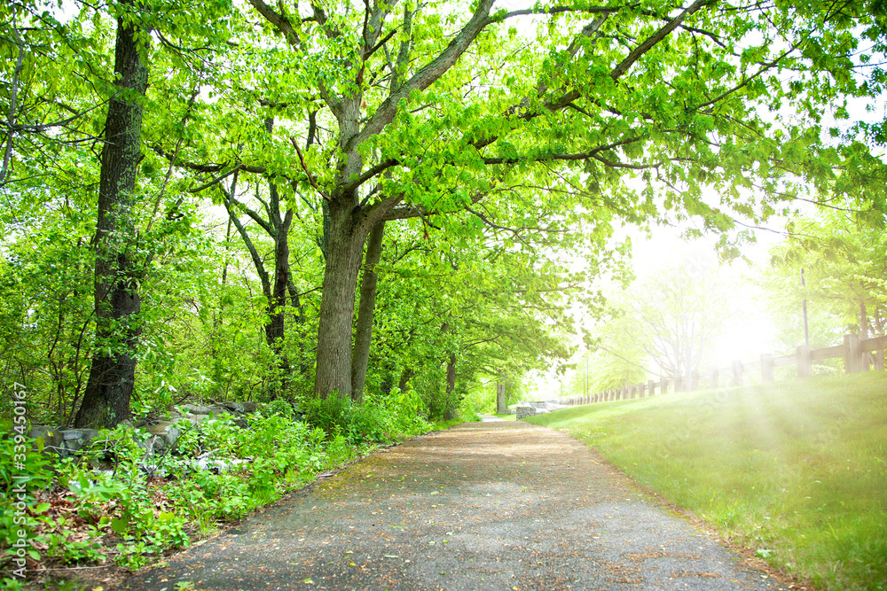 Fototapeta premium Beautiful trees and trunk with sunlight in forest at boston.