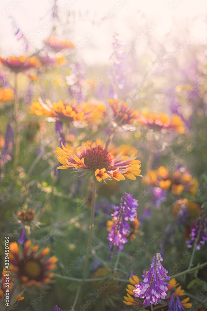 Summer wildflowers and sunny meadow. Postcard for the holiday of Trinity Summer wildflowers and sunny meadow. Postcard for the holiday of Trinity