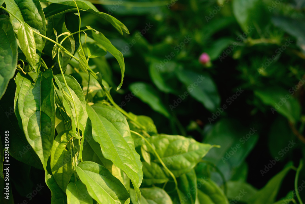 Obraz premium Tiliacora triandra green leaves pattern