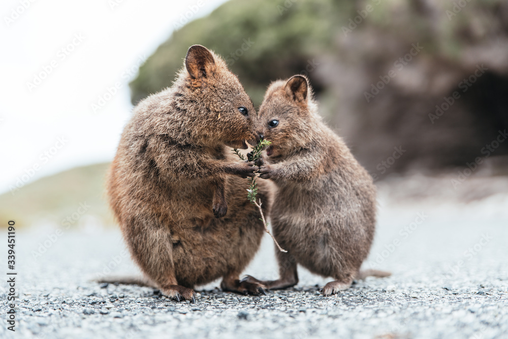 Obraz premium Baby and mum quokka eating green twigs. Cute quokkas on Rottnest Island, Western Australia. Animal family