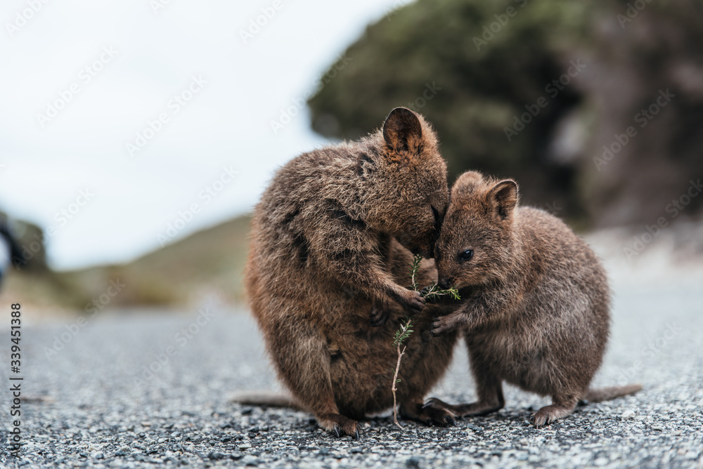 Baby and mother quokka eating green twigs. Cute quokkas on Rottnest