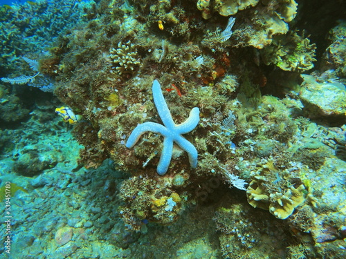 The amazing and mysterious underwater world of Indonesia, North Sulawesi, Manado, starfish